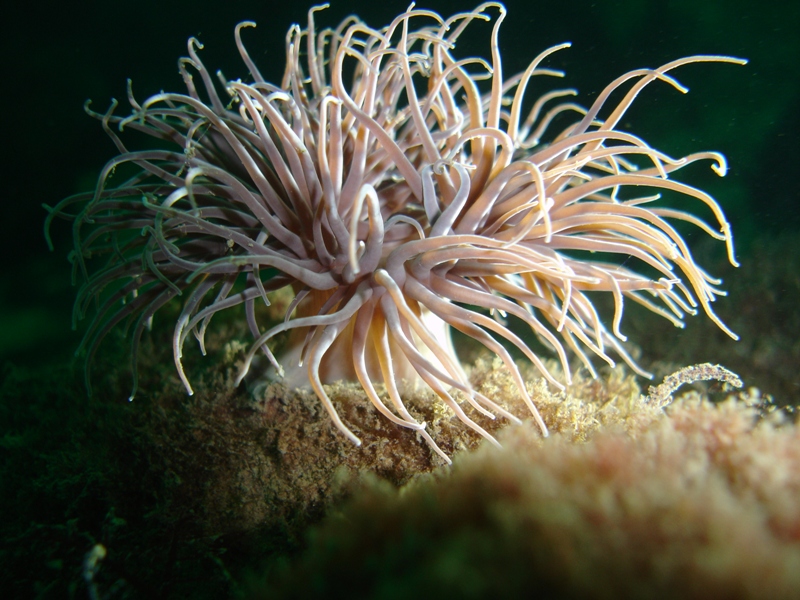snakelock anemone.JPG